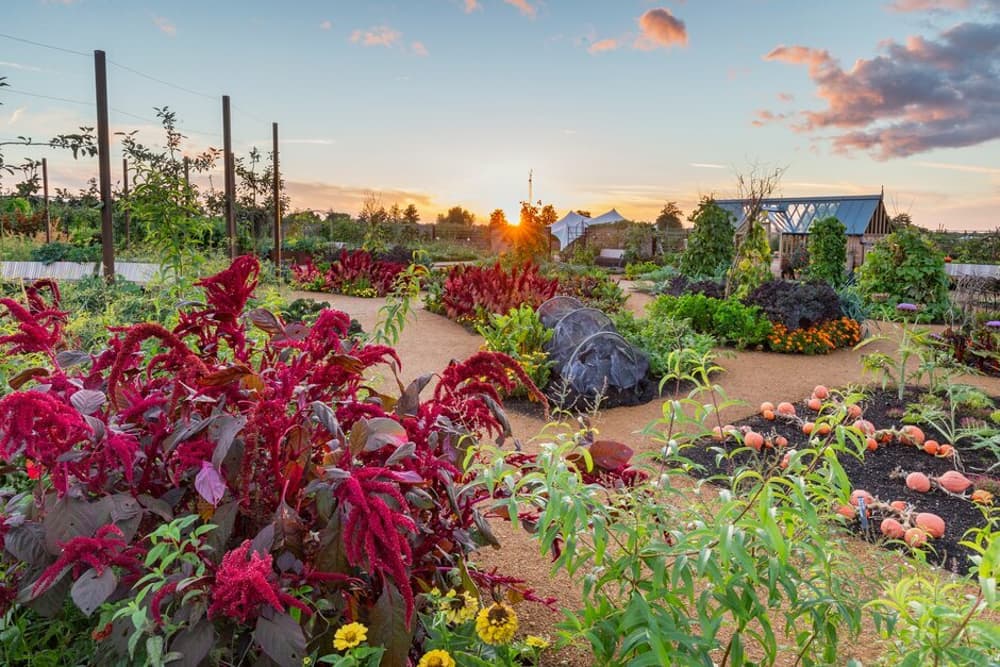 the gardens at rhs wisley including a bed of pumpkins