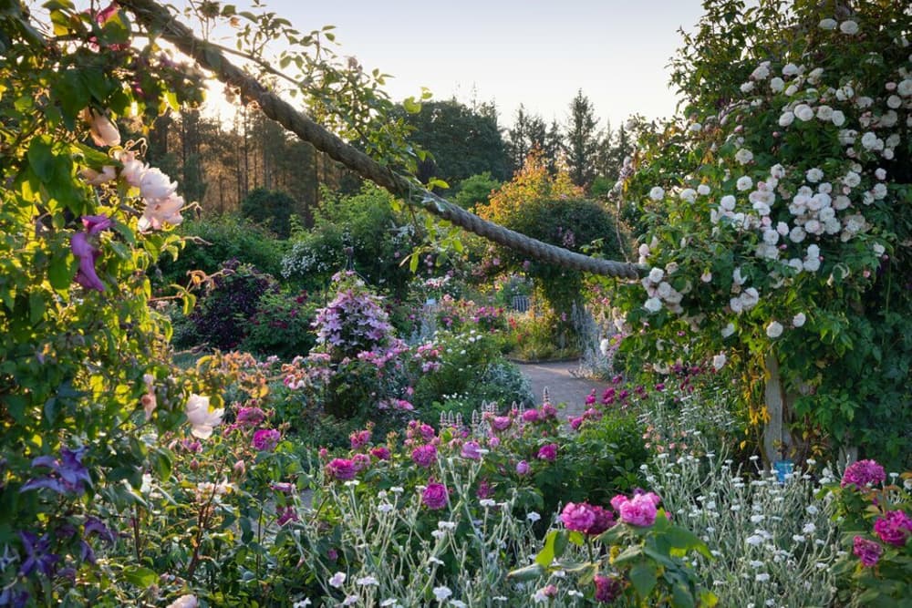 a view of the rose gardens in full bloom in summer at rhs rosemoor in devon