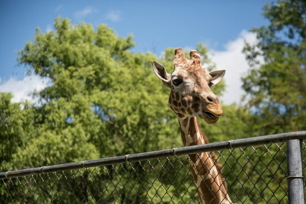Philip at Chester Zoo
