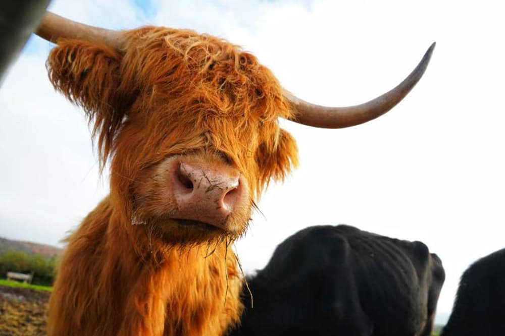 Close up of a highland cow and other cows nearby