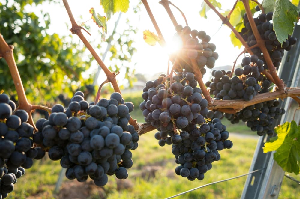 Wroxeter wine tour