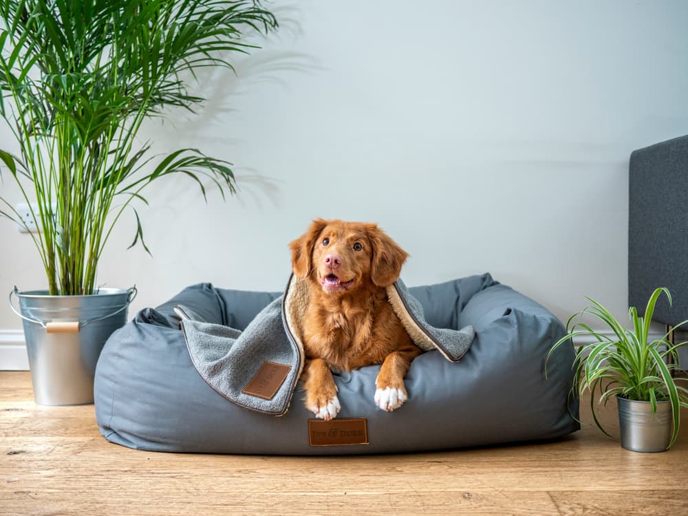 Dog in a hotel