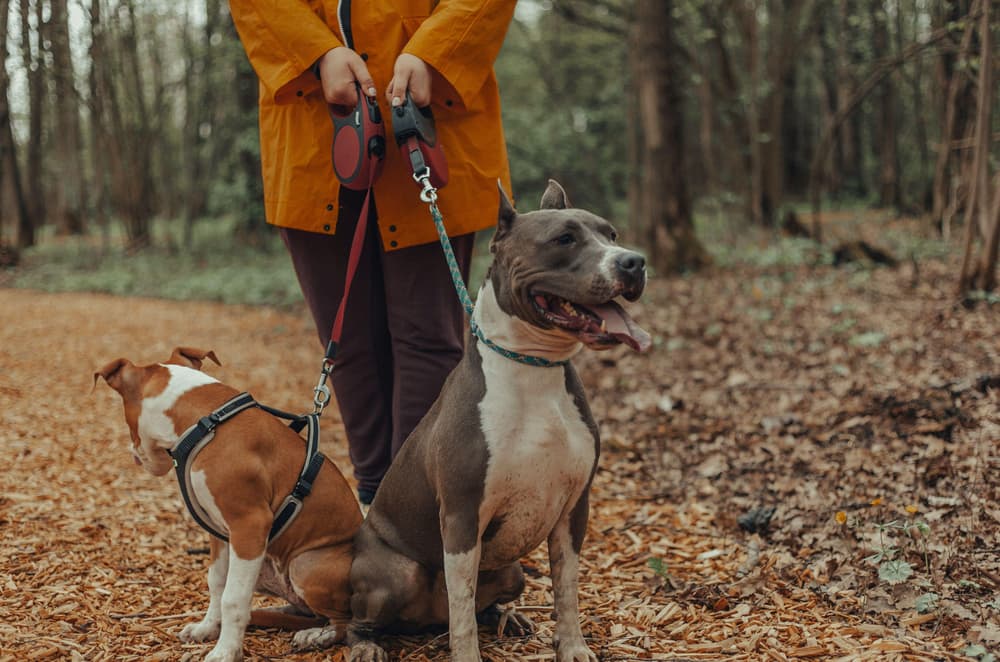 Dog walks nature