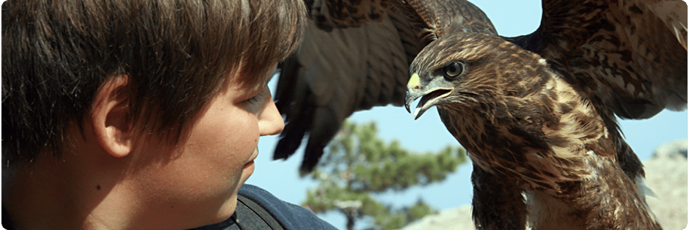 a young person handling a bird of prey as part of a falconry handling experience for 2