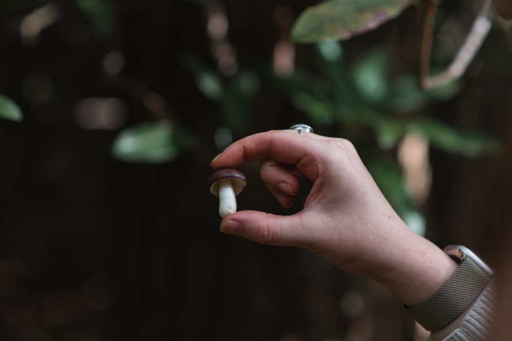 Foraging experience