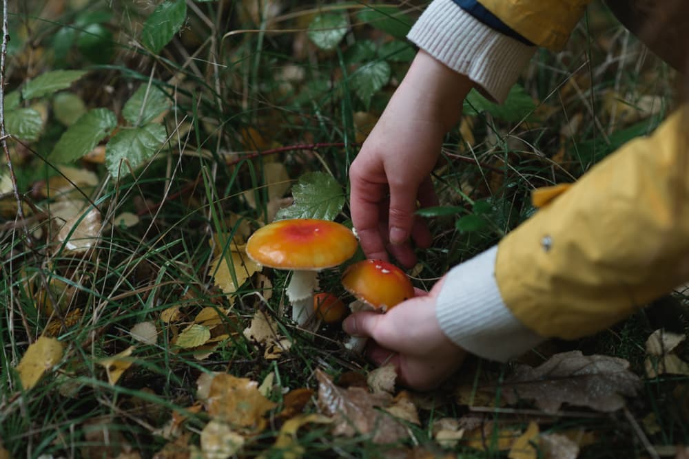 Foraging for mushrooms