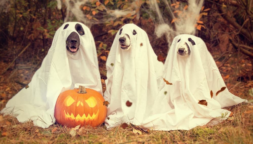 Halloween dress up