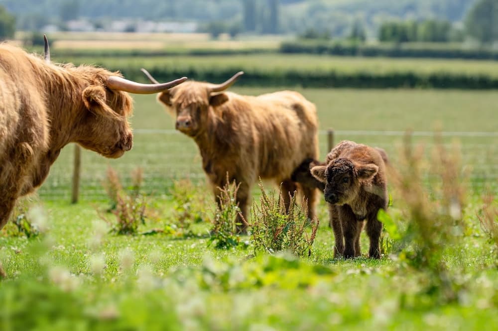 Highland cows and calf