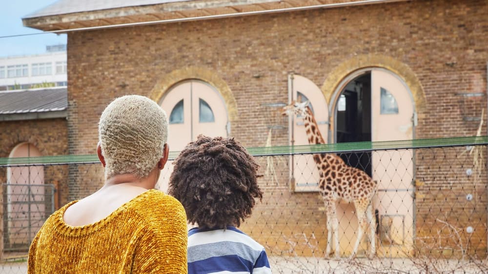 London zoo giraffe