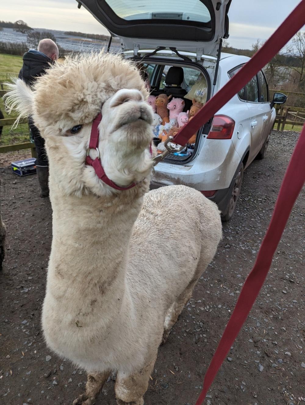 Philip the Alpaca