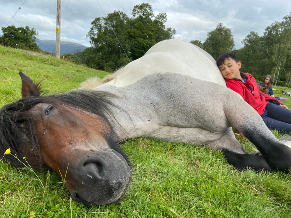 meditation with horses in the lake district