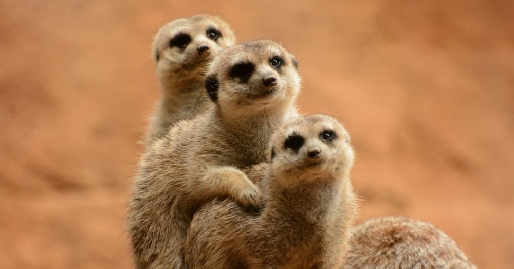 Meerkat