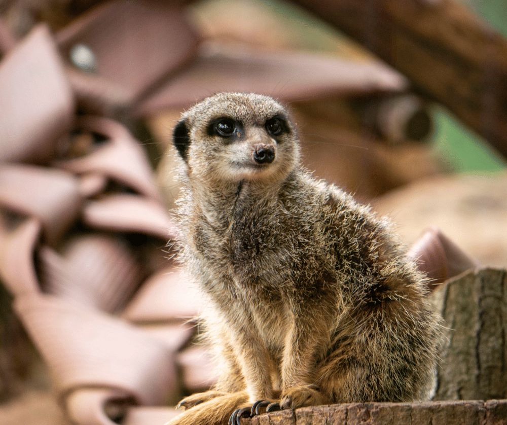 Meerkat