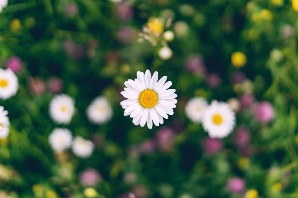 daisy