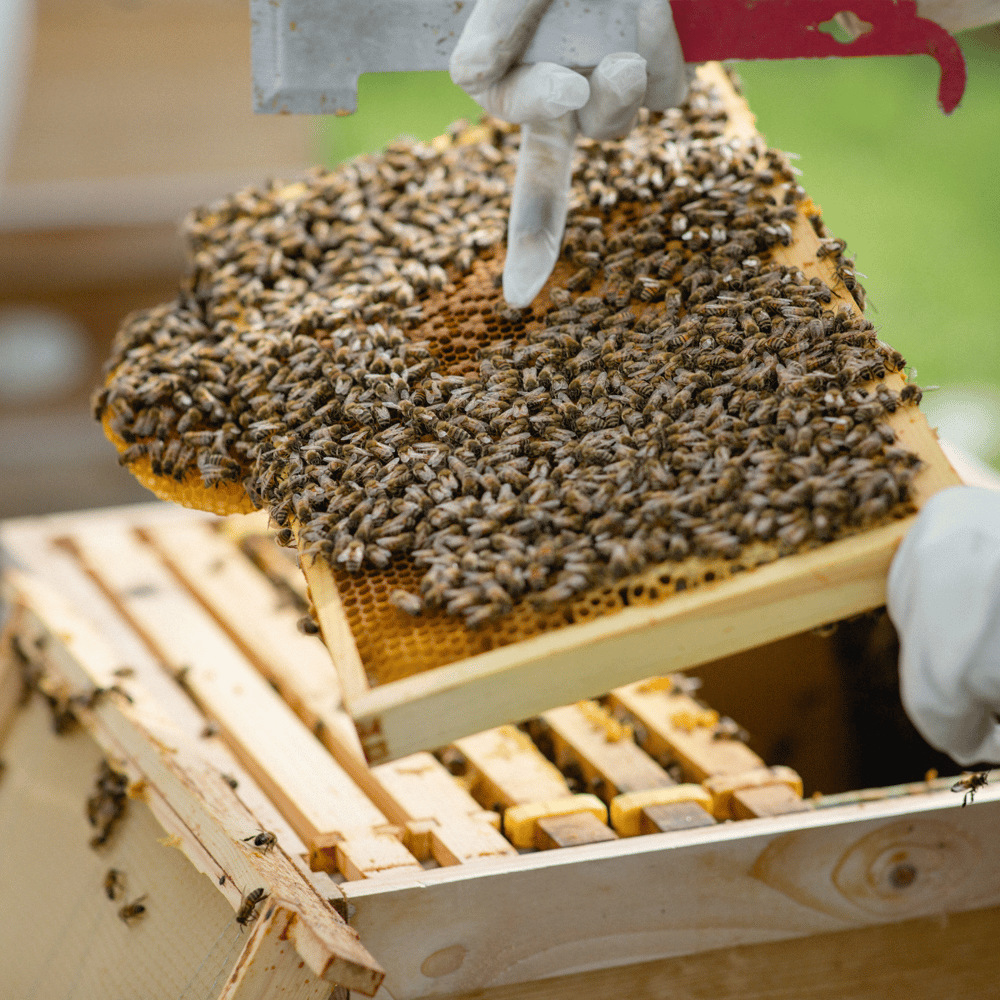 Honey beer making