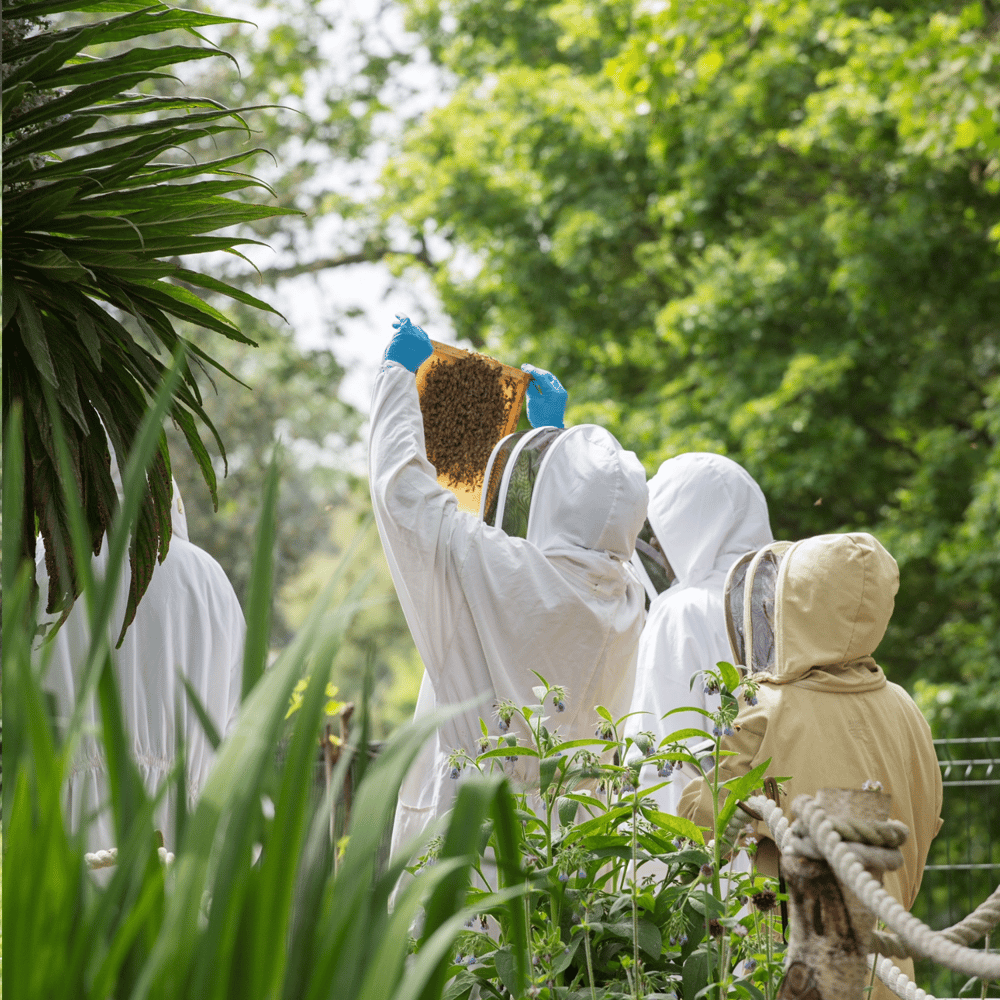 urban beekeeping London
