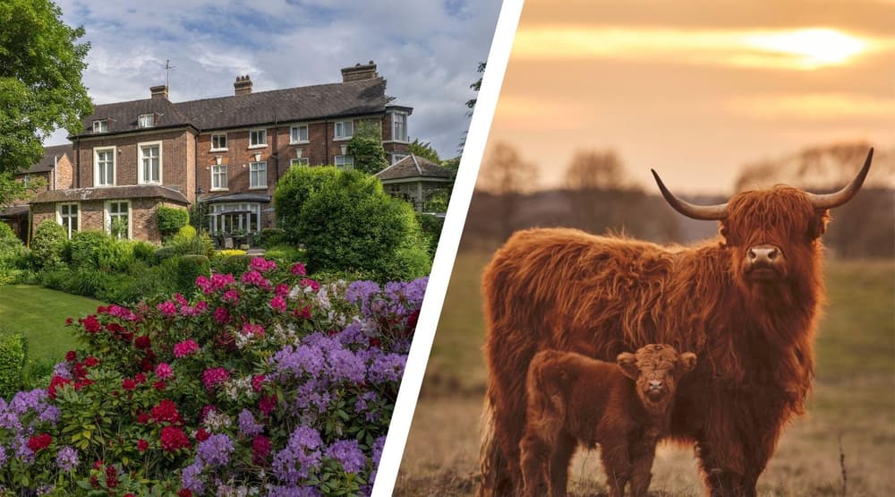 Split photo of best western valley hotel and highland cows