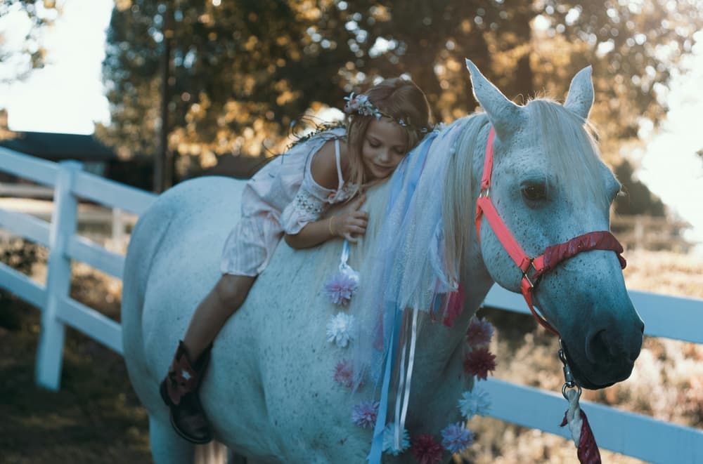 horse experience