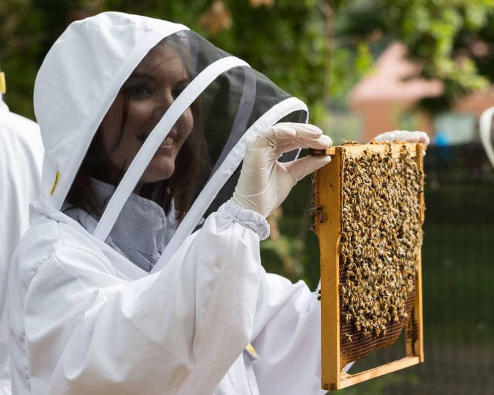 Beekeeping London