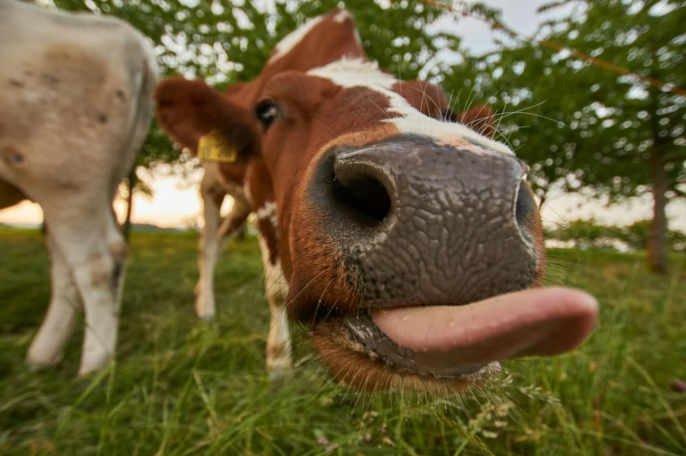 cow cuddling near me
