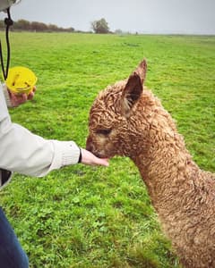 Alpaca meet