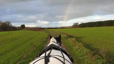 horse pulling a carriage on a path through a field with a rainbow in a sky