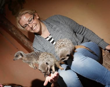 woman with meerkats on her lap as part of a meerkat experience day at hoo zoo in shropshire