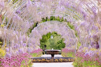 a wisteria archway in bloom at rhs garden wisley in surrey