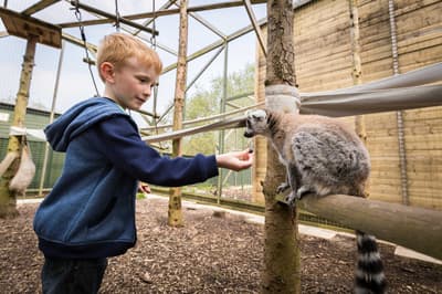 young boy feeding a lemur on a junior half day zoo keeping experience day at hoo zoo