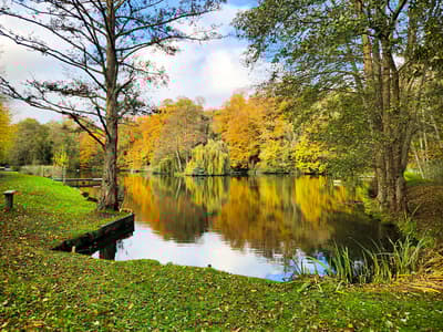 the edge of leigh mill lake surrounded by trees for a fly fishing experience in surrey
