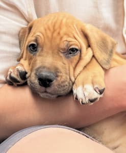 Puppy therapy 2