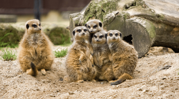 zoo visit experience day gift idea