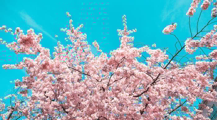 Pink spring blossom against a bright blue sky