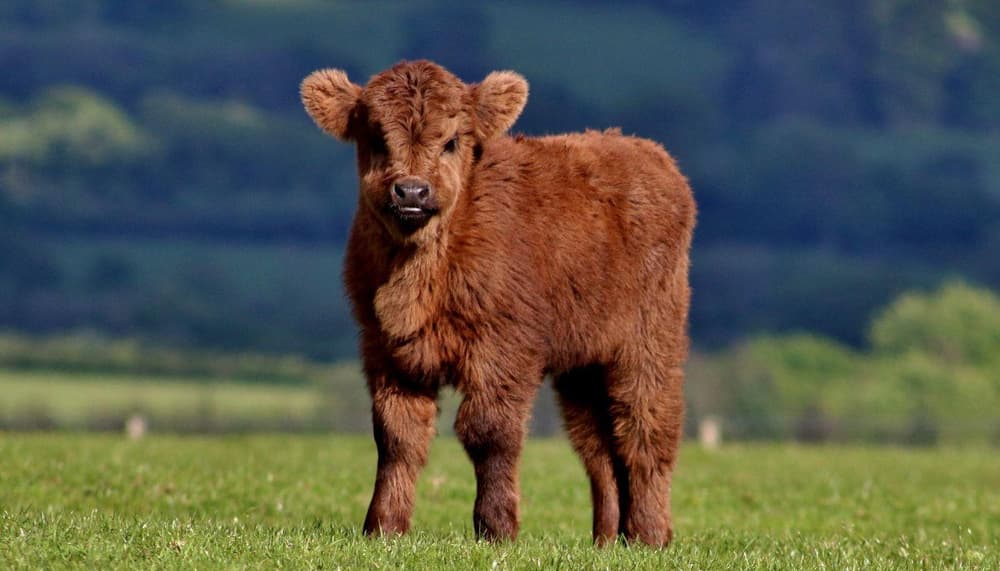 a close up of a cow in a field on a sunny day to showcase animal experience day gifts