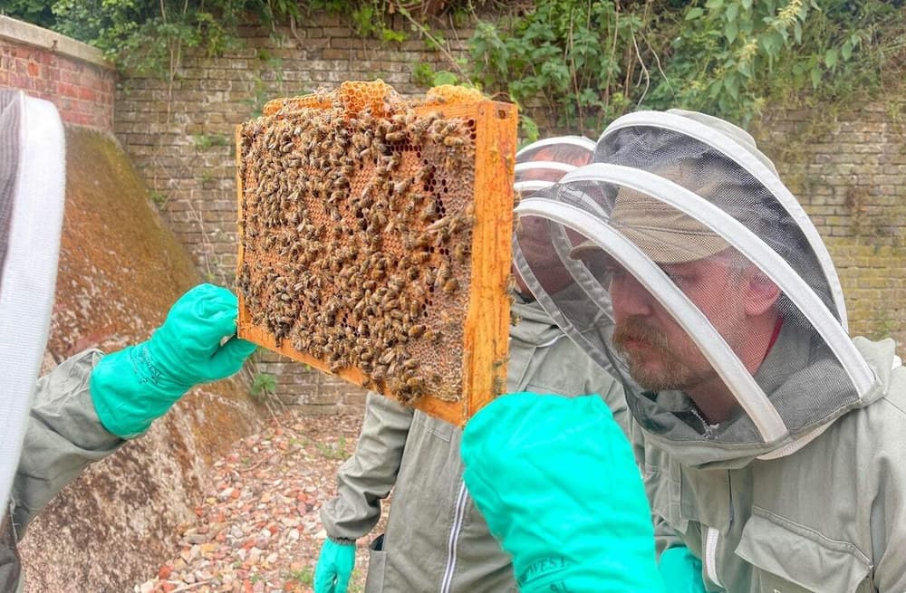 Behive experience