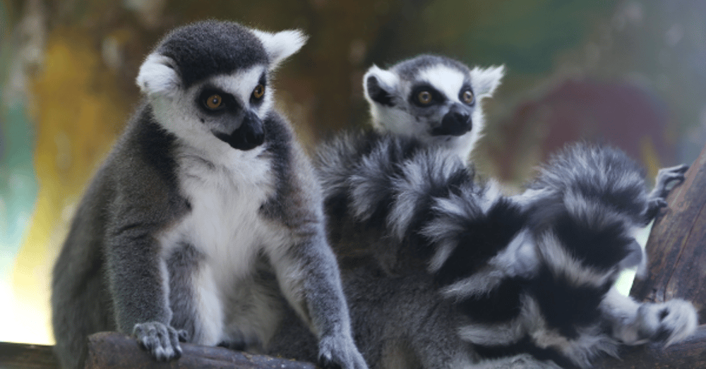 zoo visit experience day gift idea