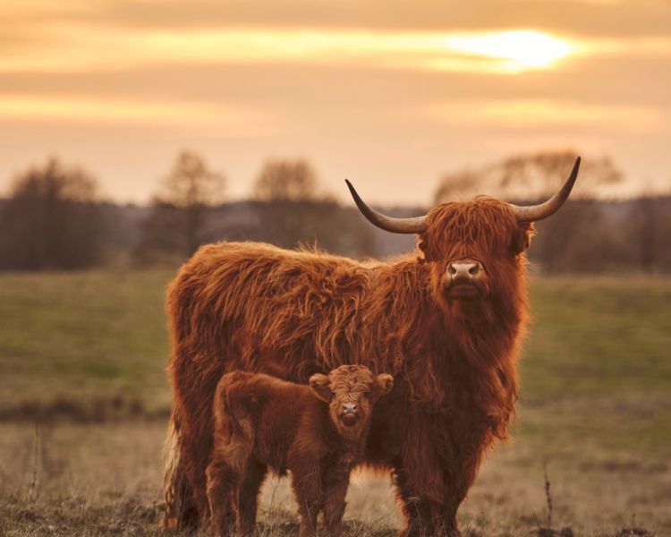 a highland cow and its calf in a field
