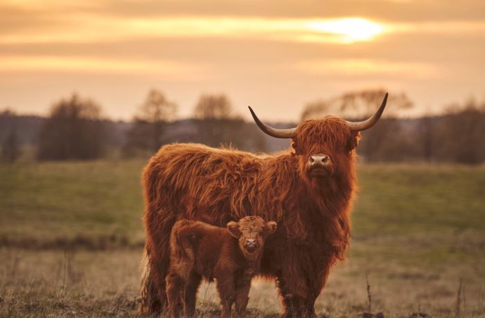 a highland cow and its calf in a field
