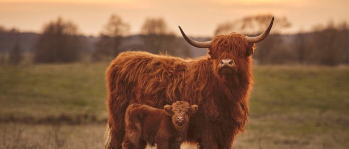 a highland cow and its calf in a field