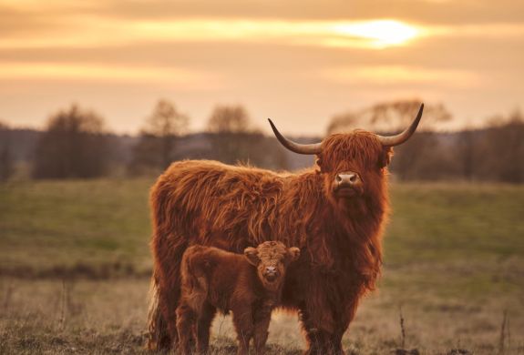 a highland cow and its calf in a field