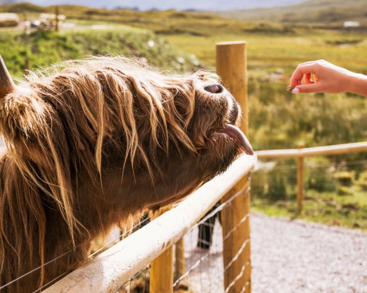 a highland cow reaching up for a treat from a hand over a fence