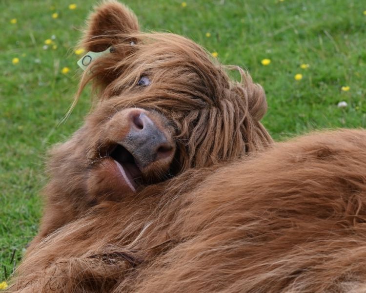 a highland cow lying on the grass looking up