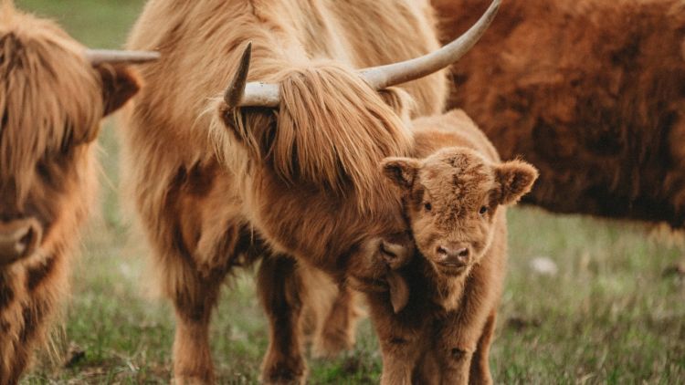 a highland cow with its calf