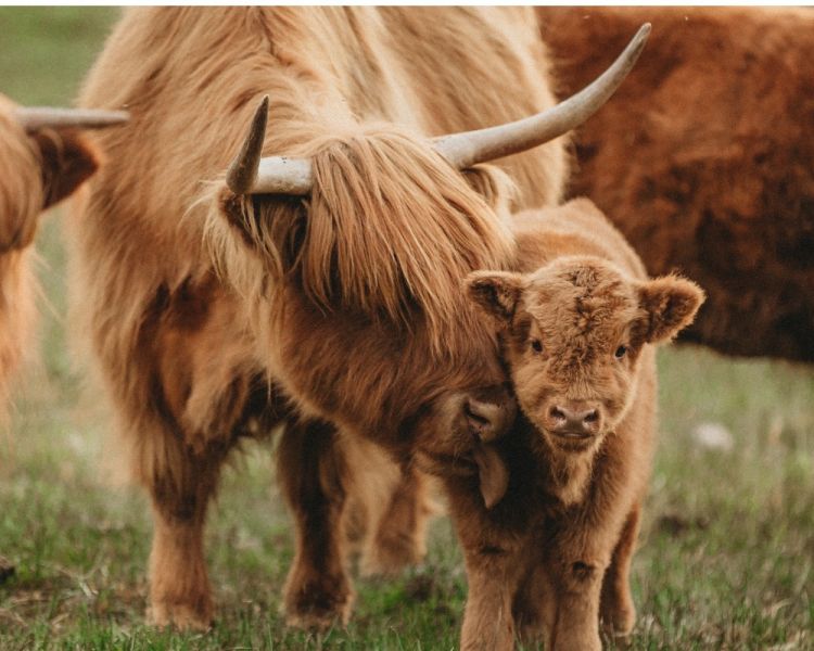 a highland cow with its calf