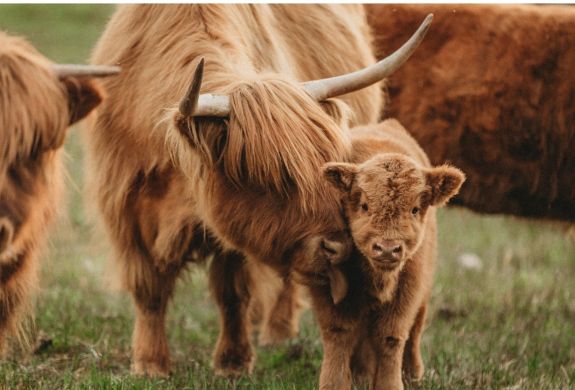 a highland cow with its calf