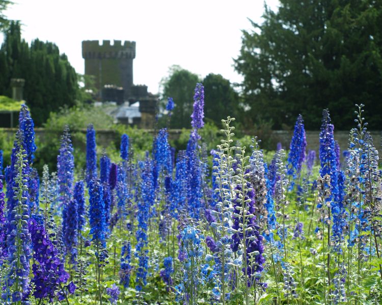 Gardens at swinton estate with delphiniums and castle in background
