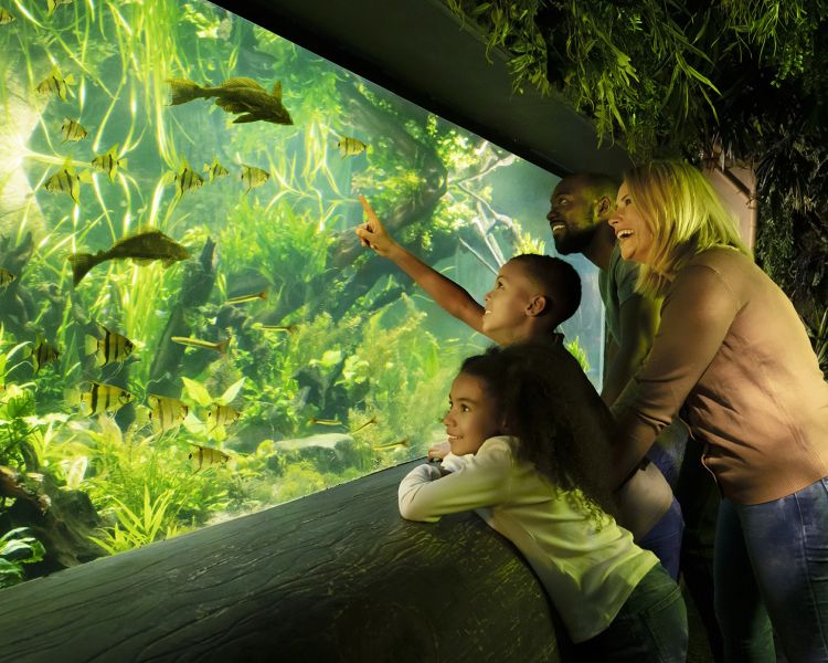 family looking at fish at sea life london