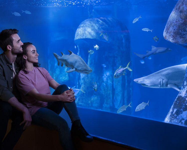 couple looking at shark tank at sea life london