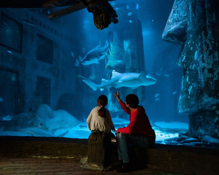 Looking at shark in tank at sealife aquarium london