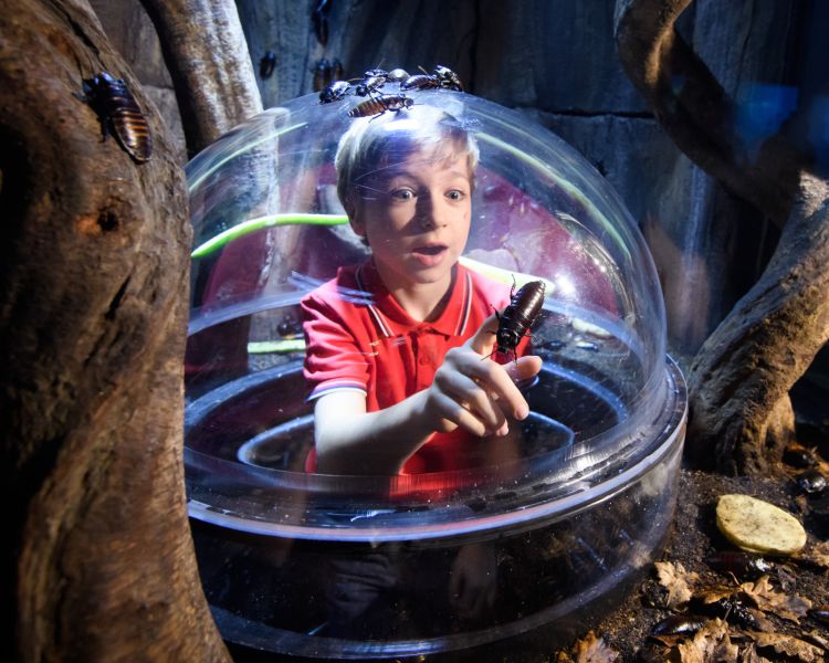 young boy looking through dome at rainforest insects at sea life london